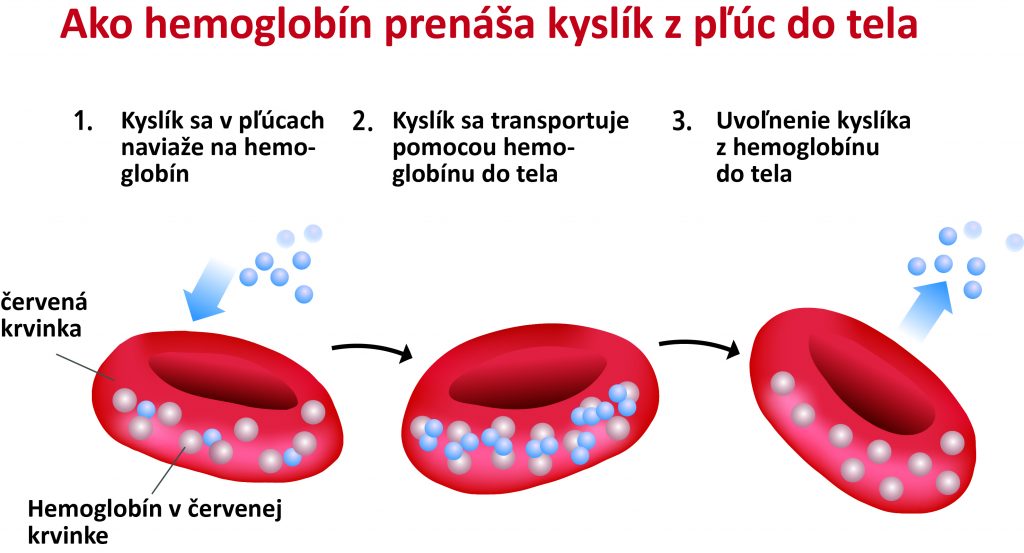 ako hemoglobin prenasa kyslik